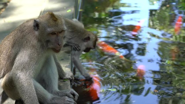 Wild monkeys watch brocade carps swimming in the pond at sacred monkey forest in Ubud, Bali, Indonesia. Monkey forest park travel landmark in Asia where monkeys live in wildlife environment