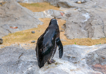 Penguins resting on the rocks on the shore