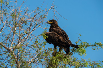 Greater spotted eagle or Clanga clanga sitting on a beautiful perch and blue sky background isolation at tal chhapar blackbuck sanctuary, rajasthan, India
