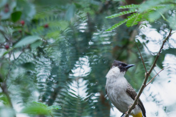 the bird in nature, the animal in wild life, animal in nature