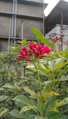 flowers in the garden