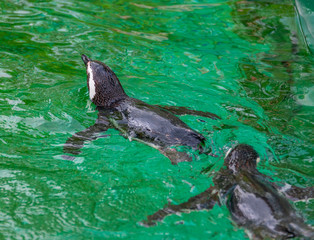 Happy penguins swimming in green water