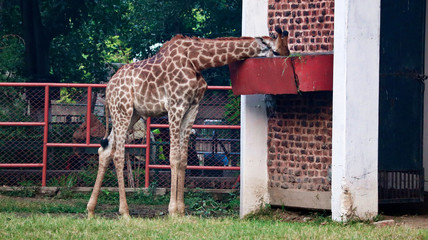 giraffes in zoo