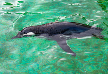 Naklejka premium Happy penguins swimming in green water