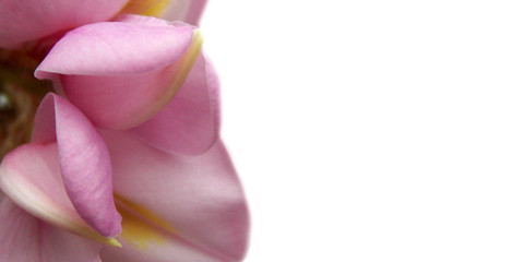 Obraz na płótnie Canvas flowers. macro. pollen