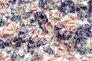 Dried Tulips flowers background, view from above