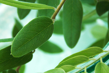 leaves greens streaks