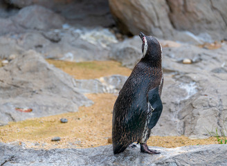 Penguins resting on the rocks on the shore