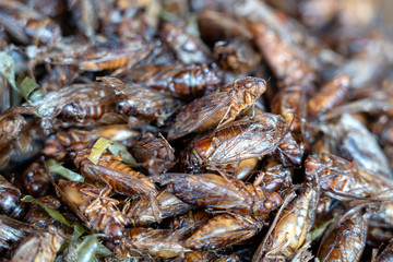 Deep fried Cicada is one of the normal traditional local Thai food in Thailand.