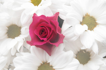  rose flower. background. flowers