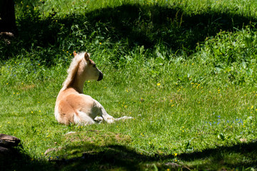 Junges Haflinger Pferde Fohlen liegt gemütlich auf einer Weide