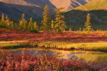 Autumn landscape with trees, Magadan region, Kolyma, Jack London lake