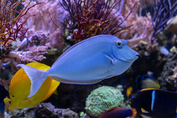 Bluespine Unicorn Tang..(Naso unicornis) ..strange fish from Pacific and Indian ocean there are horn likes unicorn