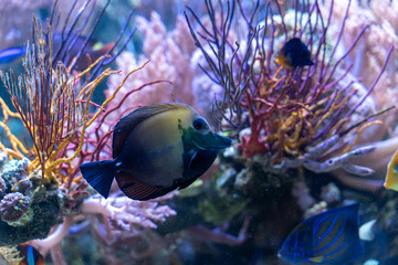Fototapeta na wymiar Aberrant scopas tang(Zebrasoma scopas) rare ornamental marine fish