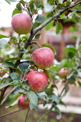 red apples on tree