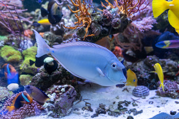 Bluespine Unicorn Tang..(Naso unicornis) ..strange fish from Pacific and Indian ocean there are horn likes unicorn