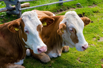 Zwei braun weiße Kühe ohne Hörner liegen gemütlich nebeneinander auf der grünen Wiese