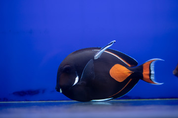 Achilles Tang..(Acanthurus achilles) beautiful ormental marine fish from Hawaii