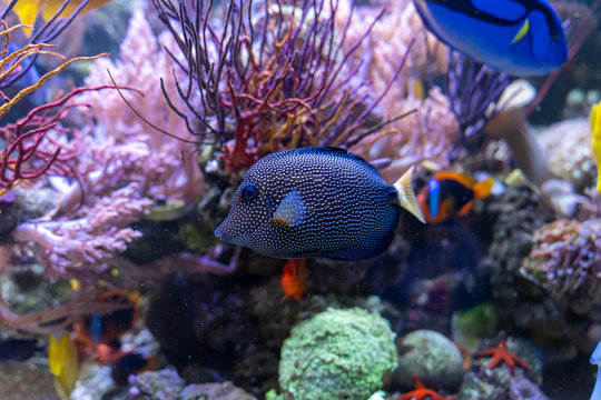 Gem tang (Zebrasoma gemmatum) in reef tank