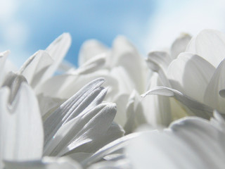 petals of a camomile. macro. background