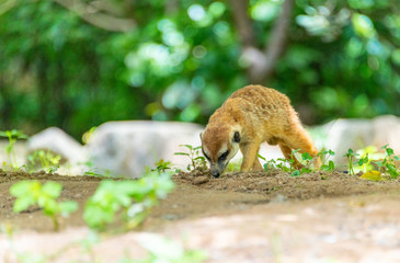 The herd animal foxes in the safari park