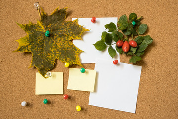 Note paper sheets, autumn maple leaf, and red rosehip berries pinned to a cork board with push pins. Office style design with copy space.