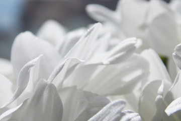 Fototapeta na wymiar petals of a camomile. macro. background