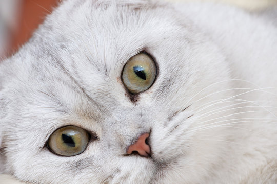 Close up portrait of a gorgeous Scottish fold cat