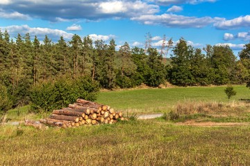 Cut pine logs by the roadside. Woodworking industry. Wood for ecological heating. Preparing for...