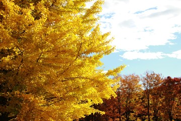 イチョウの紅葉