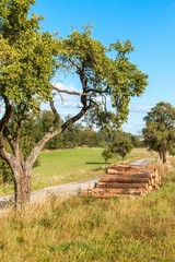Cut pine logs by the roadside. Woodworking industry. Wood for ecological heating. Preparing for...