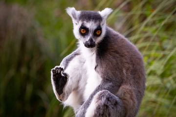 Kattas bewohnen trockene Regionen im südwestlichen Madagaskar