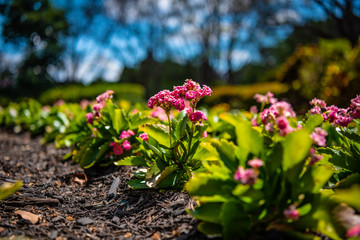 Obraz premium pink flowers in the garden