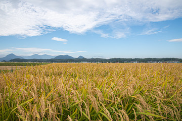 field and blue sky