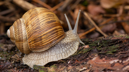 wine snail
