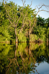 Fototapeta na wymiar Reflection of vegetation on the water edge in summer