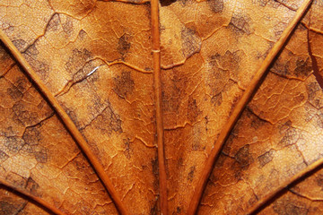 dry autumn leaf. streaks. macro. background