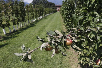 Ripe apple hanging on tree with rows of apple trees on farm.