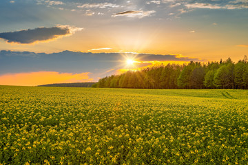 Beautiful landscape at sunset over fields and forests