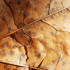 autumn leaf. macro. streaks. autumn