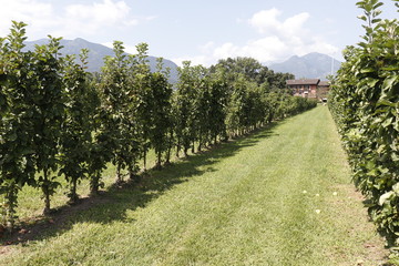 Fototapeta na wymiar Apples hanging on tree with rows of apple trees on farm.