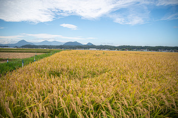 field and blue sky