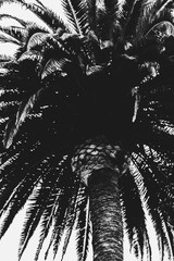 Palm Tree