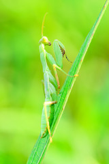 Closeup and Selective  Focus Green mantis  on the leaves in nature.