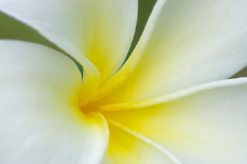 Close up of a White Plumeria (Plumeria alba) flower on the beach of The beautiful island Koh Phi Phi in Thailand.