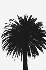 Palm Tree