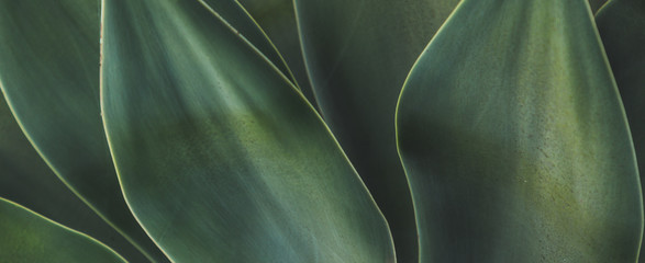 Backgrounds and Textures - Leaves