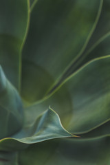 Backgrounds and Textures - Leaves
