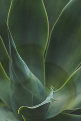 Backgrounds and Textures - Leaves