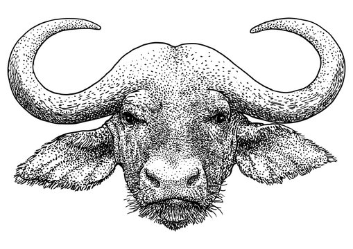 African portrait buffalo illustration, drawing, engraving, ink, line art, vector